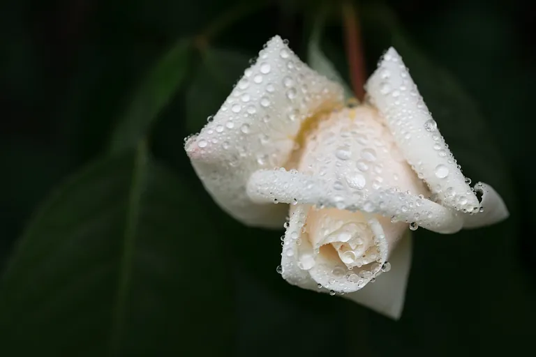 Nahaufnahme einer zarten weißen Rosenknospe bedeckt mit glitzernden Wassertropfen.